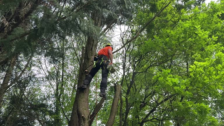  Tahoe Vista, CA Tree Removal and Landscaping Services Pros